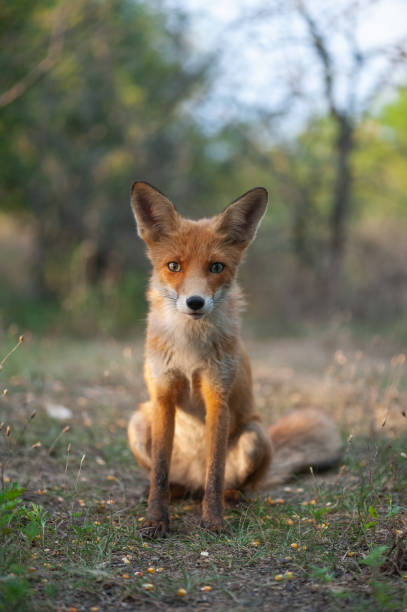 istock Portrait of a red fox Vulpes vulpes on a beautiful background 1352322733