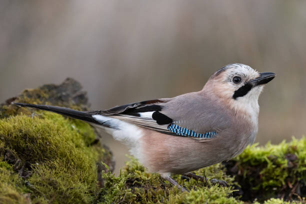 istock Eurasian jay Garrulus glandarius portrait close up 1352322951