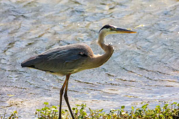 A statuesque Great Blue Heron stands beside a wetland river in Florida