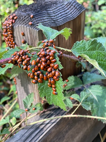 Thousands, even tens of thousands of ladybugs, crawling over each other in one huge clump. It's called an aggregation, and it's something these usually solitary beetles do each winter from about November to February