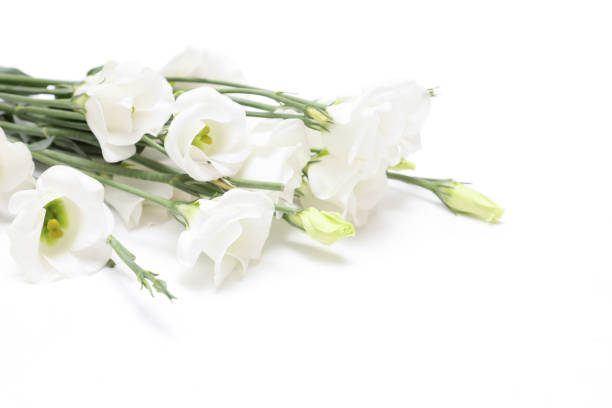 istock bouquet of Lisianthus in a white background 1352325393