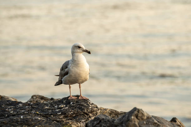 istock Seagull by the sea at sunset 1352326164