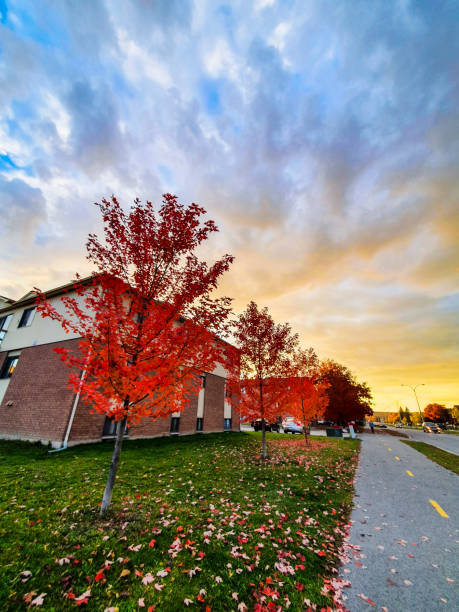 istock Suburban Street 1352326304