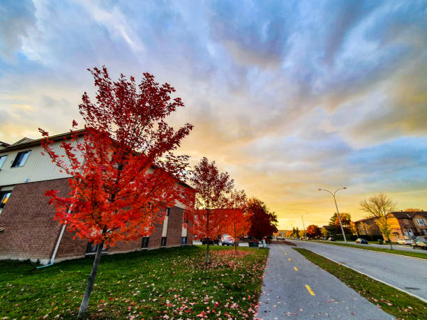 Suburban Street