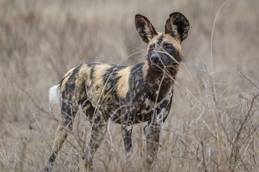 Wild dogs seen on a game drive in Kruger National Park, South Africa.