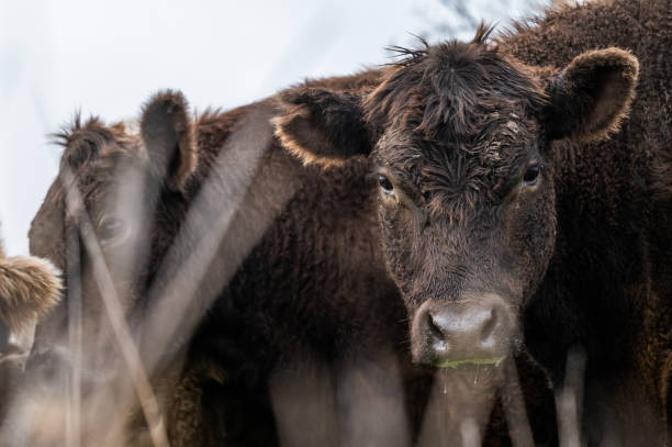 スタッドアンガス、和牛、スペックルパーク、マレーグレー、乳製品と牛肉の牛とブルズは、フィールドで草や牧草地に放牧。 - grass fed ストックフォトと画像