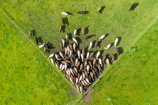 Herd of angus and Murray grey cattle standing in a gate, looking at the camera. Taken with a drone