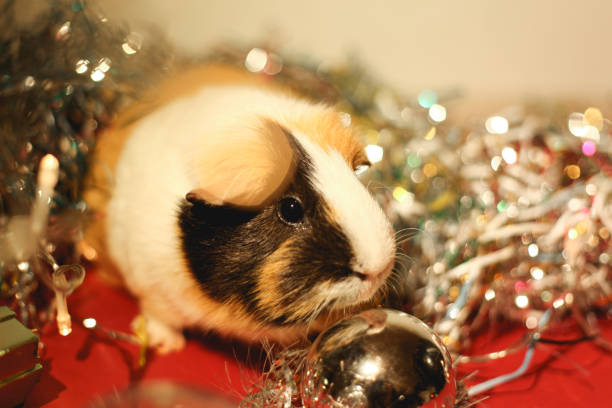 istock A fluffy guinea pig sniffs a silver Christmas balloon 1352327580