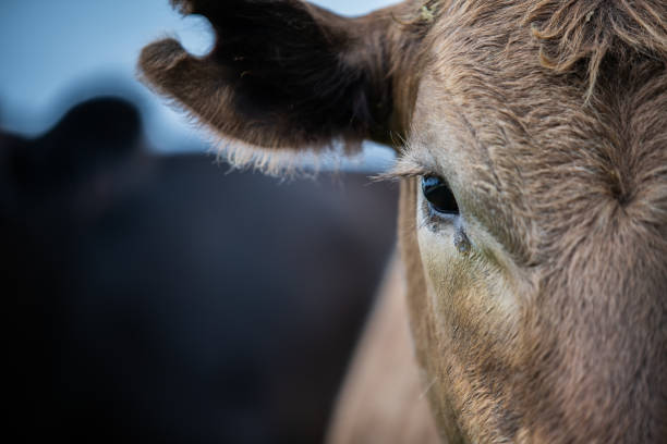 de perto das vacas no campo, angus e murray grey beef cattle comendo pasto longo na primavera e verão. - bull eye - fotografias e filmes do acervo