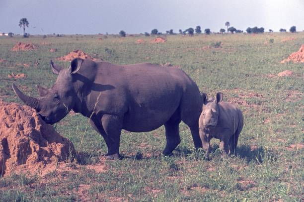 istock Rhinoceros with calf on a termite den 1352327731