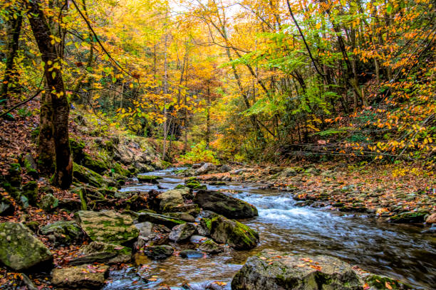 istock Smoky Mountain Stream in the Fall 1352328014