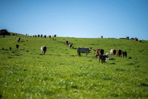 istock Beef cows and calves grazing on grass in Australia. eating hay and silage. breeds include speckled park, murray grey, wagyu, angus and brangus. 1352328182