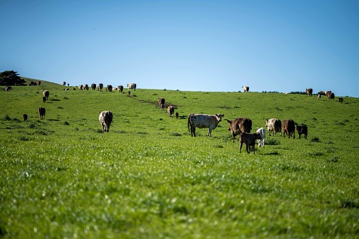 Close up of Stud Beef bulls, cows and calves grazing on grass in a field, in Australia. breeds of cattle include speckled park, murray grey, angus, brangus and wagyu on long pasture in spring and summer.