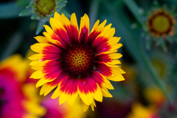 messa a fuoco selettiva di un fiore coperta (gaillardia grandiflora) con sfondo sfocato - gaillardia pulchella foto e immagini stock