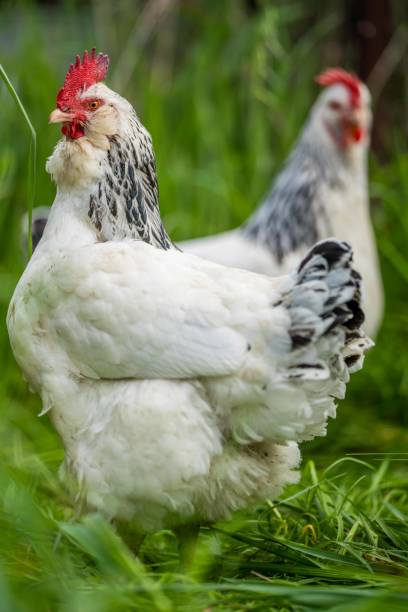 istock Chickens, hens and chooks, grazing and eating grass 1352328844