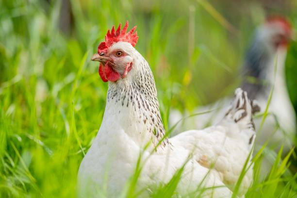 istock Chickens, hens and chooks, grazing and eating grass 1352328902
