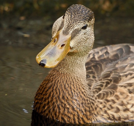 Close up of Mallard duck, tilted head.OLYMPUS DIGITAL CAMERA