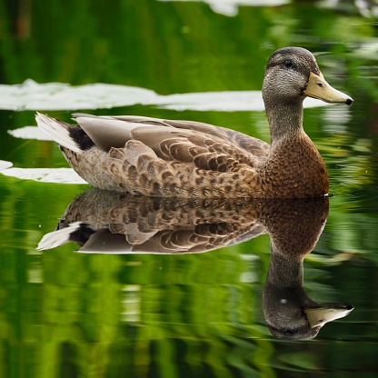 Perfect reflection of Mallard duck. OLYMPUS DIGITAL CAMERA