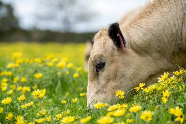 Stud Angus, wagyu, speckle park, Murray grey, Dairy and beef Cows and Bulls grazing on grass and pasture in a field. Stud Angus, wagyu, speckle park, Murray grey, Dairy and beef Cows and Bulls grazing on grass and pasture in a field. The animals are organic and free range, being grown on an agricultural farm in Australia. farmer-drought-australia stock pictures, royalty-free photos & images