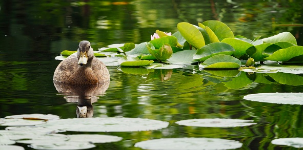 Wide crop of Mallard duck with reflection among lily pads. OLYMPUS DIGITAL CAMERA