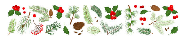 illustrazioni stock, clip art, cartoni animati e icone di tendenza di piante sempreverdi di natale, albero, abete, pino e cono, bacca di agrifoglio, rami di foglie, set invernale per le vacanze. illustrazione della natura - christmas branch pine tree evergreen tree