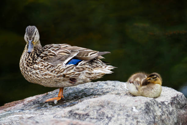 istock Duck with sleeping duckling on stone by the water. Anas platyrhynchos 1352330421