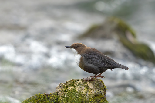 A white-throated dipper (Cinclus cinclus) perching on a stone covered with moss.