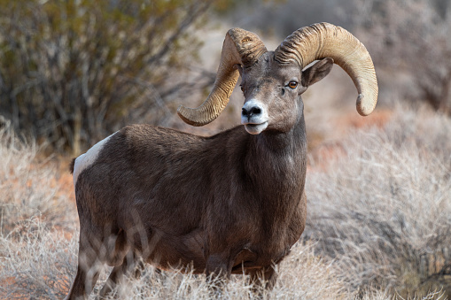 A bighorn ram (Ovis canadensis) in a campground at Valley of Fire State Park, Nevada.  This herd has become acclimated to human presence and has learned to drink overflow water from a faucet in the campground at the state park.  Bighorn sheep originally arrived in North America across the Bering Sea Land Bridge from Siberia and occupy wild areas from western Canada through Baja California.