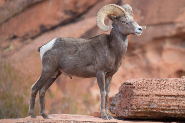 istock Bighorn Ram Facing Left, Valley of Fire SP, Nevada 1352332198