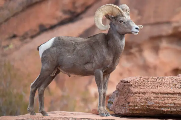 A bighorn ram (Ovis canadensis) in a campground at Valley of Fire State Park, Nevada.  This herd has become acclimated to human presence and has learned to drink overflow water from a faucet in the campground at the state park.  Bighorn sheep originally arrived in North America across the Bering Sea Land Bridge from Siberia and occupy wild areas from western Canada through Baja California.
