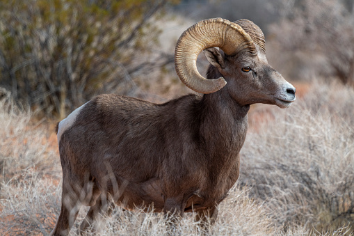 The Desert Bighorn Sheep (Ovis canadensis nelsoni) is a subspecies of Bighorn Sheep that occurs in the desert Southwest regions of the United States and in the northern regions of Mexico.