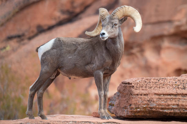 istock Bighorn Ram on a Rock, Valley of Fire SP, Nevada 1352332284