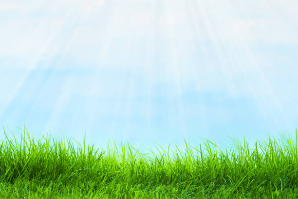 Spring nature background with grass and blue sky as background. Green grass abstract summer background