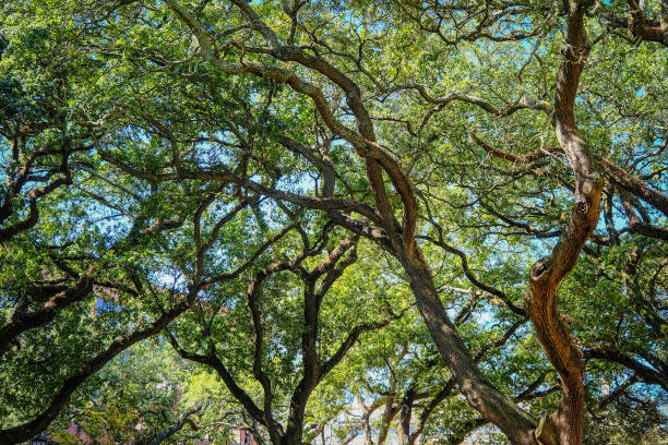 istock Canopy of Live Oak Limbs 1352334416
