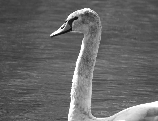istock A beautiful selective focus greyscale image of a cygnet on a bright day with water in the background. 1352335597