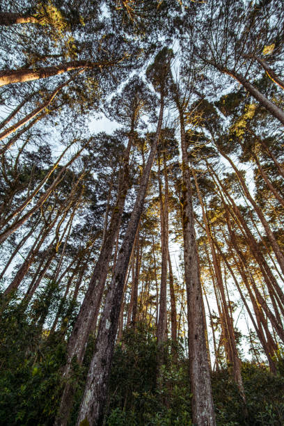 istock view of the treetops 1352338022