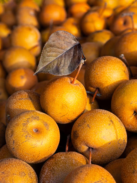 istock Brown Asian pears in early morning light 1352338992