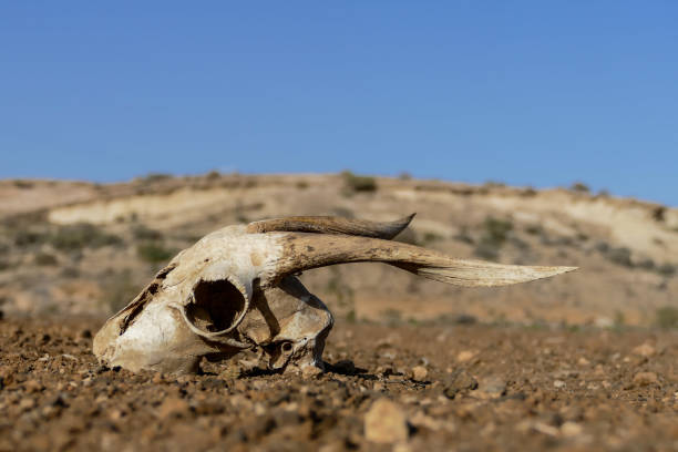 istock Dry Goat Skull Bone, Goat Skull background in the desert 1352339738
