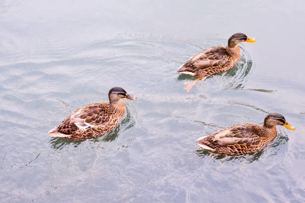 water bird duck - alb imagens e fotografias de stock