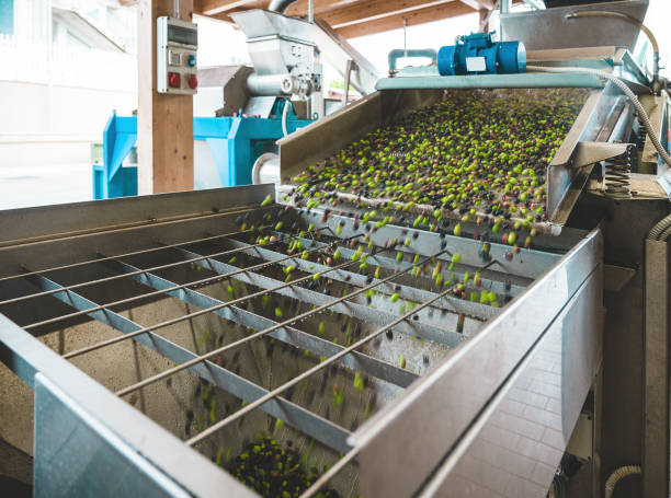 Olives rolling down into funnel in olive mill Olives on a slope after water wash and defoliation, ready for crushing, extra virgin olive oil industry mill vegetable factory stock pictures, royalty-free photos & images