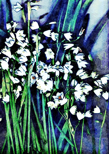 This is my Photographic Image of Snowdrop Flowers in a Watercolour Effect. Because sometimes you might want a more illustrative image for an organic look.
