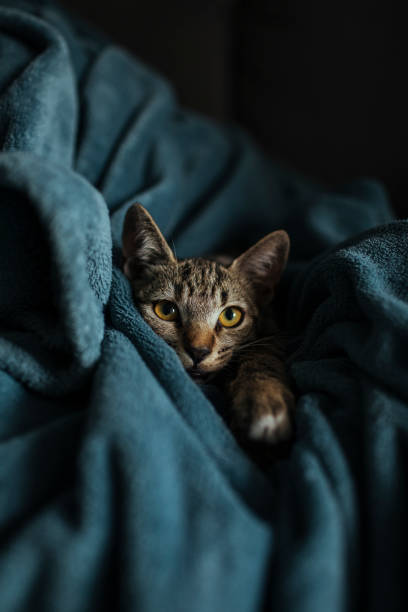 Cute little cat in enjoying wrapped in blanket