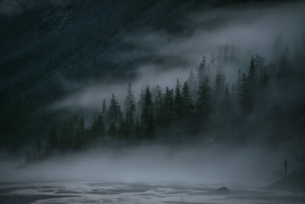 istock Minimal mountain scenery with low clouds among coniferous trees on steep slope. Alpine landscape of mountainside with tops of firs in low clouds. Silhouettes of trees in fog. Imitation of watercolor. 1352345362