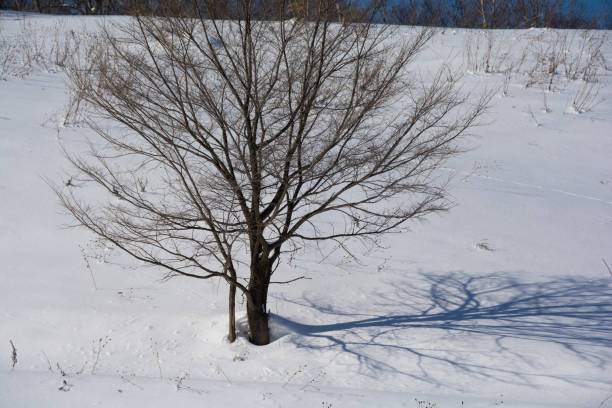 istock Winter grove on a snowy slope 1352346506