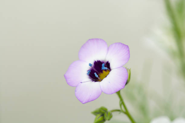 istock Gilia tricolor in full bloom 1352346632
