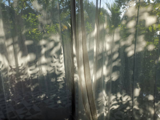 istock sunlight and leaves shadow on transparent white curtain 1352346770