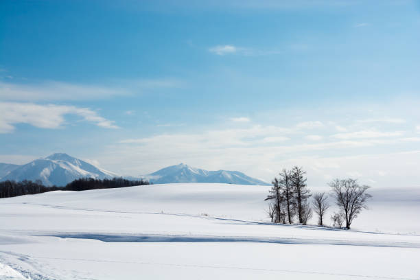 Larch standing in the snow field and mountains