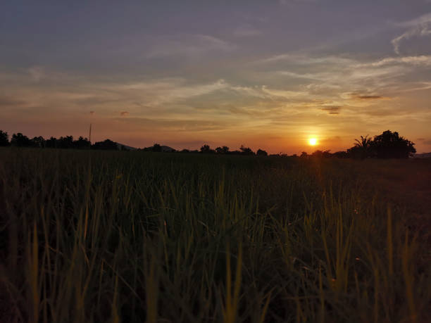 istock sunrise sunset at rice paddy field 1352346778