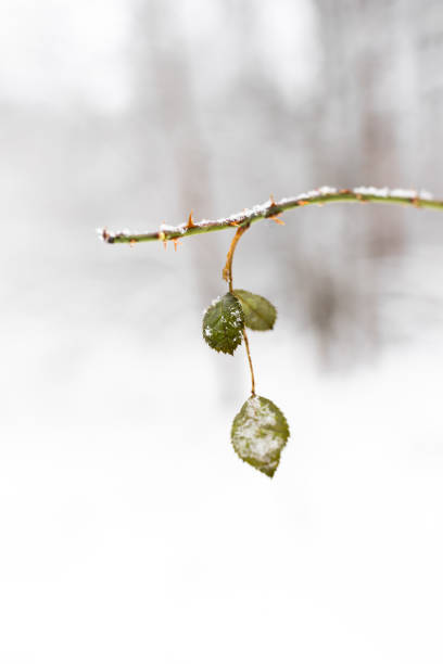 霜、雪、寒さで覆われた冬の森の葉と枝。 - snow leaf branch winter ストックフォトと画像