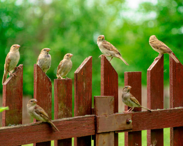 istock Birds on the fence 1352347076